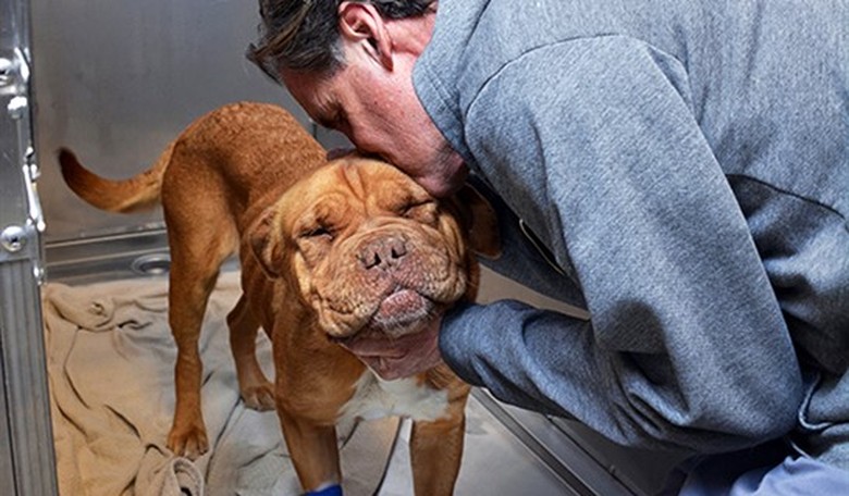 Bow-WOW: Majority of Top Veterinary Schools Implemented CRT/DEI