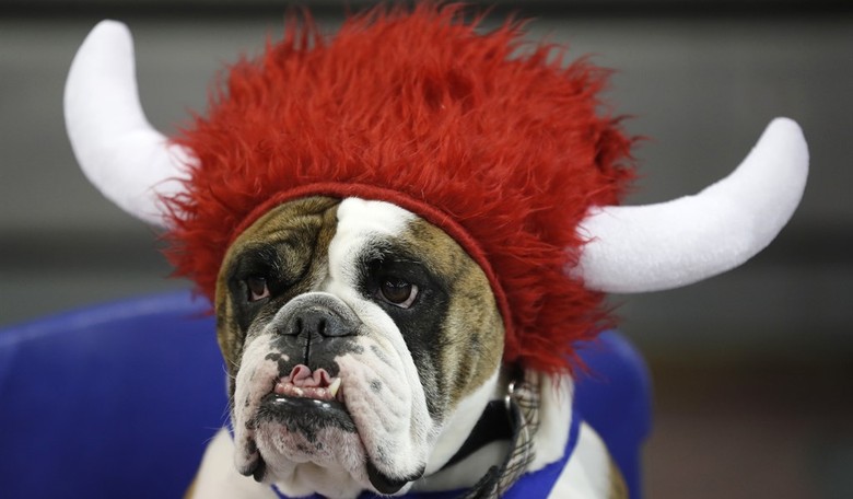 Kentucky Town Elects a Dog as Mayor