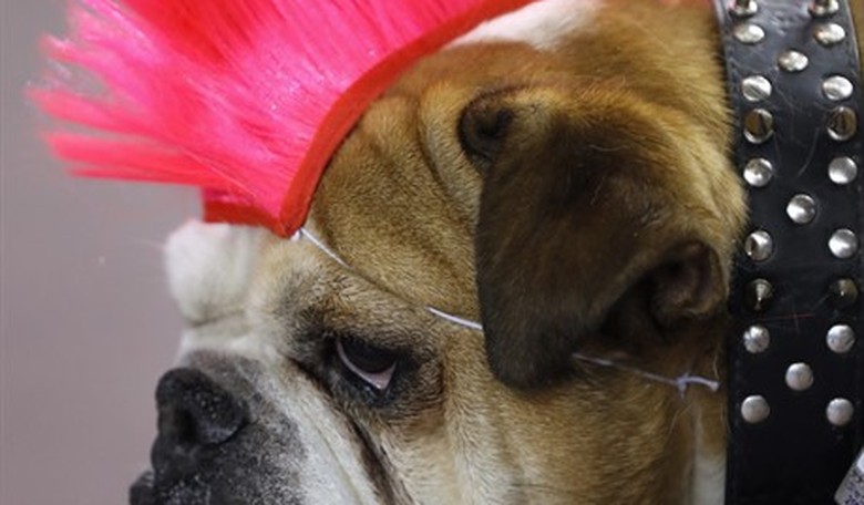 Veterinary Medicine Goes Woke, Pushes for Vets With 'Historically Underrepresented' Identities