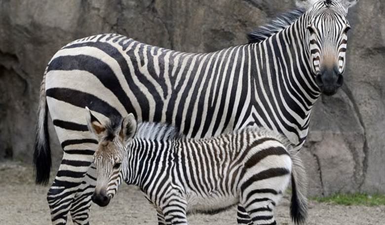 Zebras Are Running Loose Around D.C. and That Is Not the Weird Part