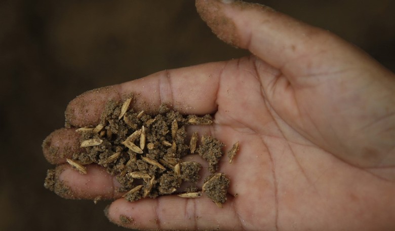 Just What is Going on With People Across the Country Receiving Unsolicited Seeds From China?