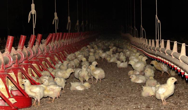 Bird flu blues: Officials say to put away bird feeders, free range chickens move indoors
