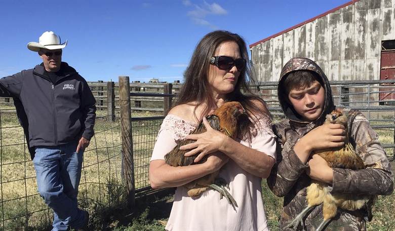 UK Mandates Backyard Chicken Registration To Fight Bird Flu