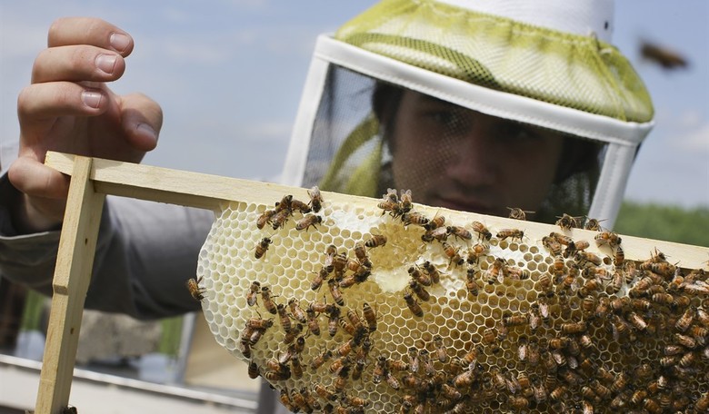 Beware: Asia's 'Murder Hornets' Are on the Loose