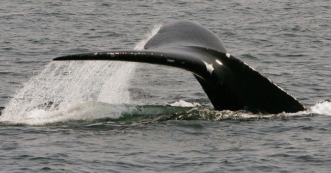 College Announces Fierce New Mascot: A Sexless Social Justice Warrior Victimized by Climate Change