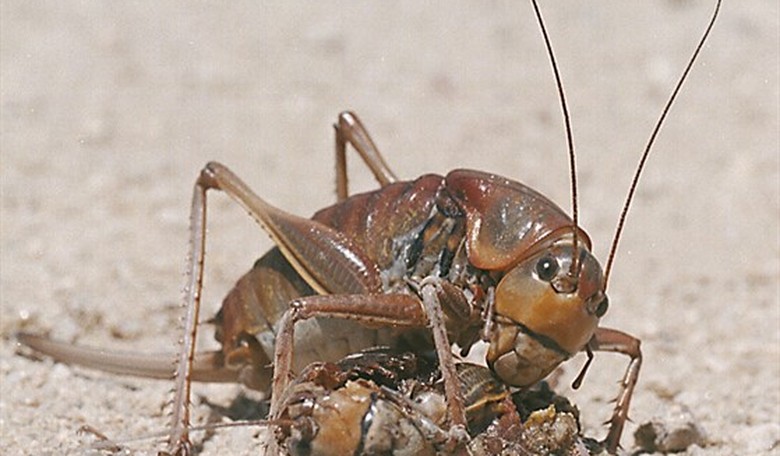 It's Official: European Food Will Now Contain Crickets
