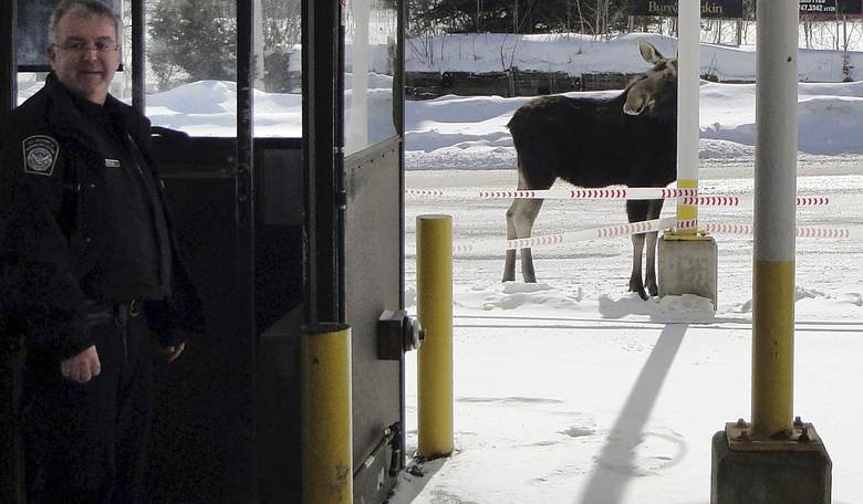 Fargo PD Reported a 'Moose on the Loose'; Now It's BACK Again