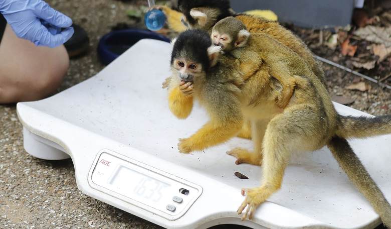 Costco Cans Coconut Milk Over the Forced Employment of Manacled Monkeys