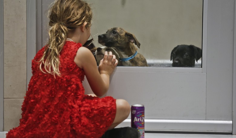 HIGHER CULTURE: 'Senior Pup Saturday' Gives Us a Good Excuse to Make It 'Furever'