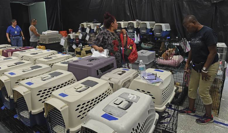 Florida authorities may file felony charges against residents who abandoned their pets during Irma