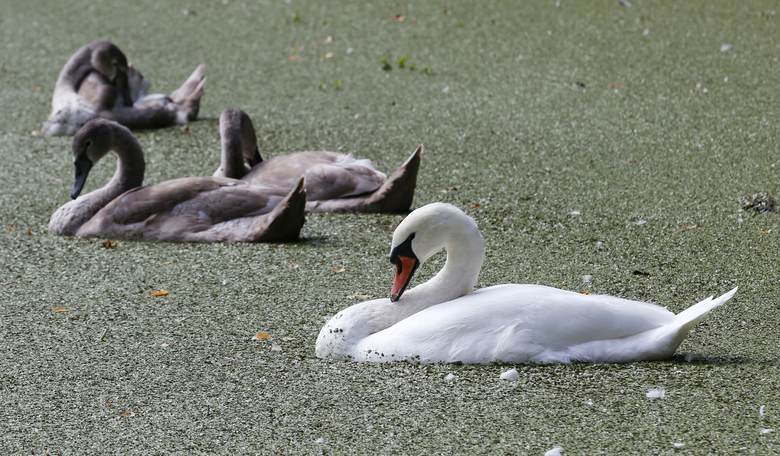 Foul: Teen Refugees Kill, Eat Beloved Town Swan