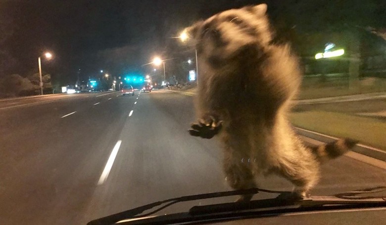 Weekend Parting Shot: Cocaine Raccoons