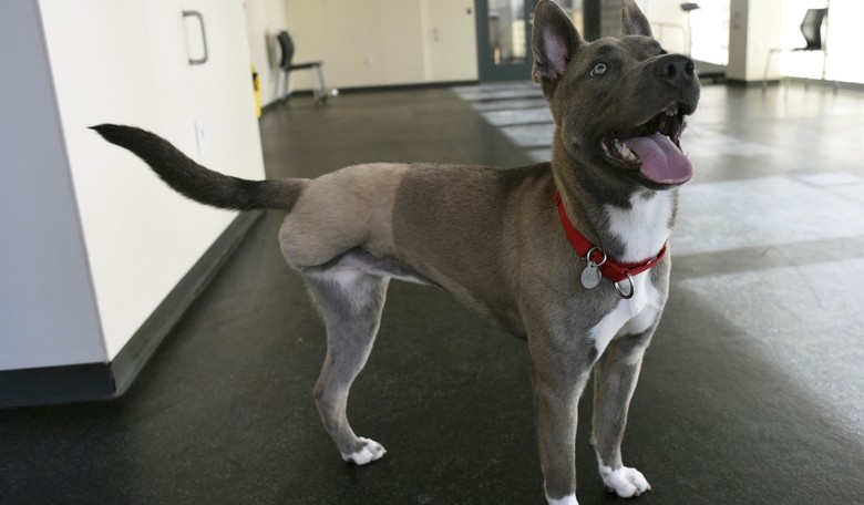 ASPCA Exposed: Charity Giant Sits on Millions While Only Donating 2 Percent to Animal Shelters