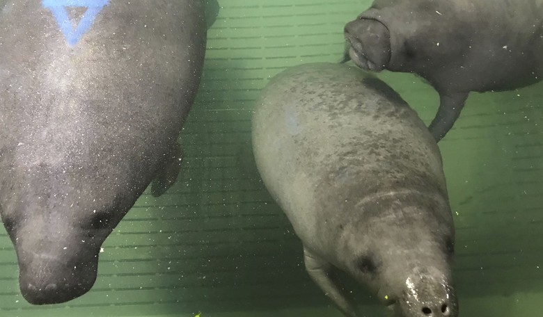 Deep Impact: Manatee Dies After Love Scrum
