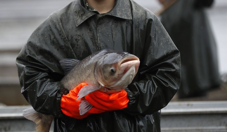 Fish Fry: Social Justice Sizzles With the Woke Renaming of a Racism-Riddled Carp