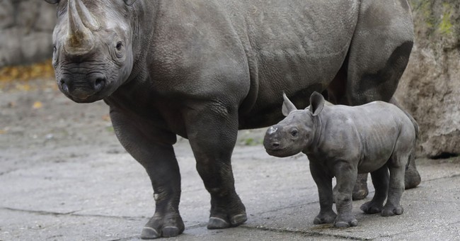 RINO Stampede! Arizona Senator Michelle Ugenti-Rita et al