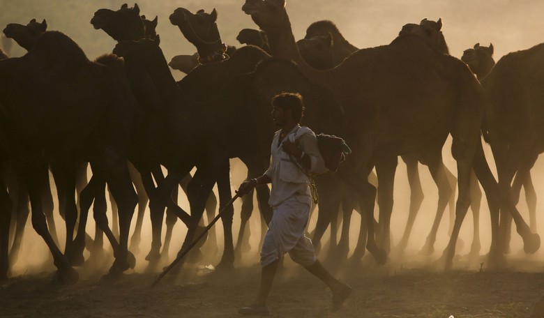 Camel Urine: Islam’s 'Best Cure' for Coronavirus?
