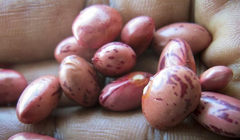 Who Is 'Bean Dad' and Why Is 2021 So Dumb Already?