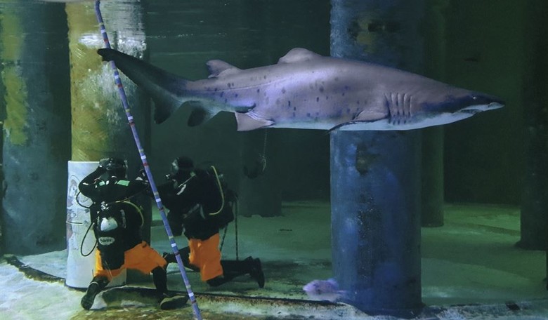 Yes, Now Even 'Shark Week' Is Racist and Too Filled With Guys Named Mike