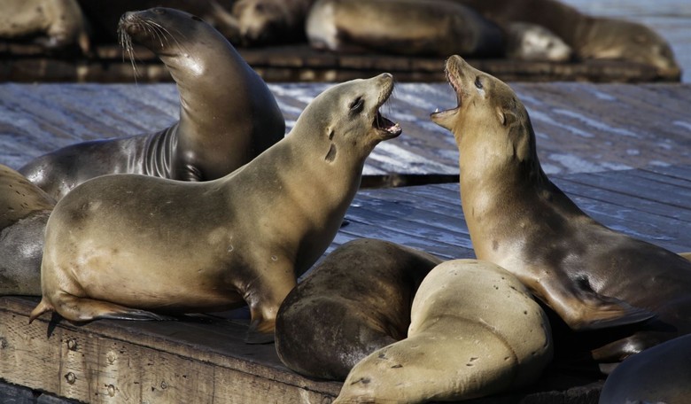 Revenge of the Sea Lions? Never Fool With Mother Nature