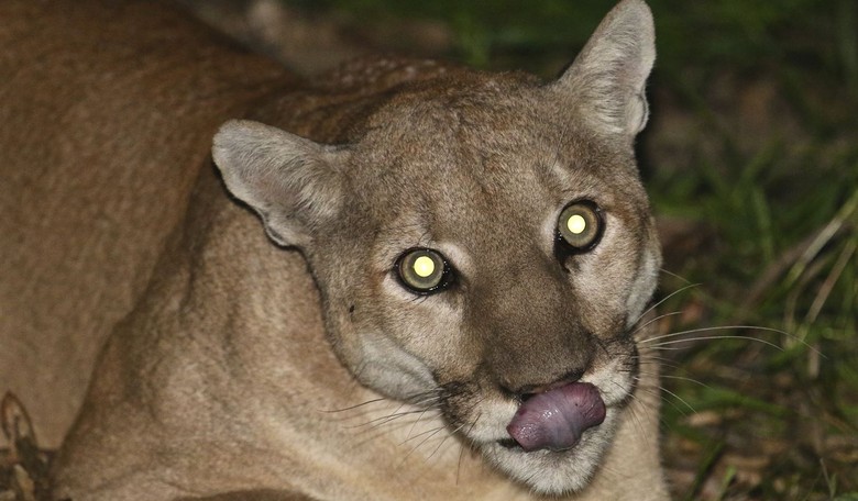 Scott Wiener’s Unforeseen Cat Scratch Fever