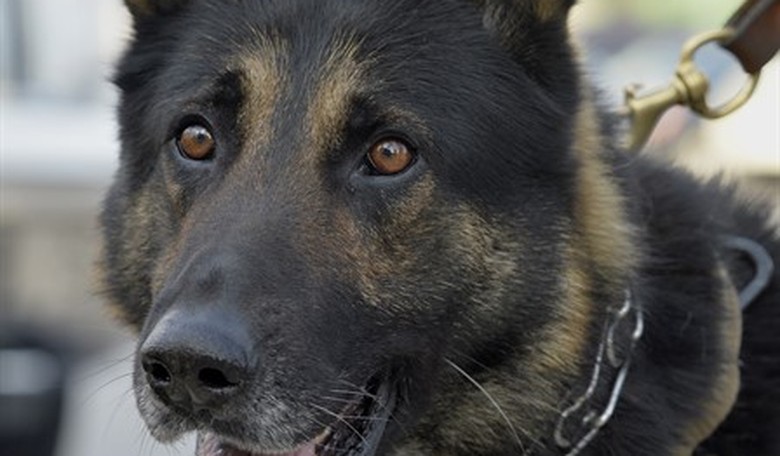Biden Also Abandoned Our Furry Soldiers, and Organizations Scramble to Help Them Escape a Terrible Fate