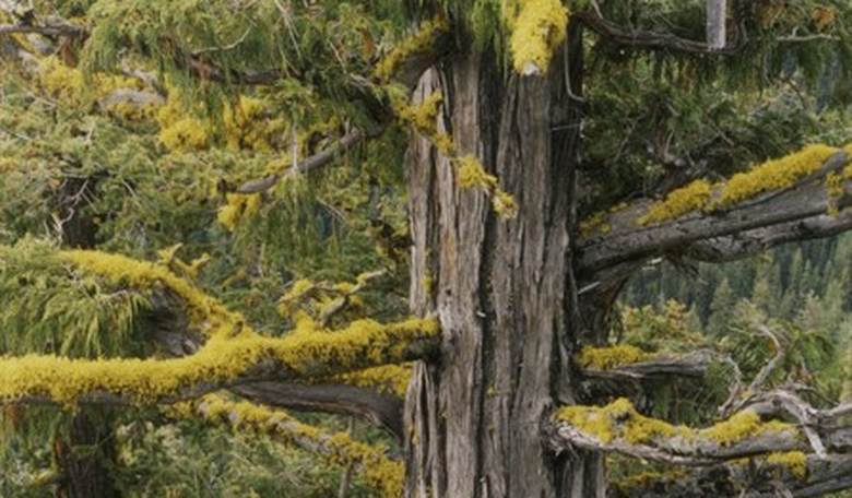Seattle Activist Occupies Tree, Prevents Construction for Affordable Housing