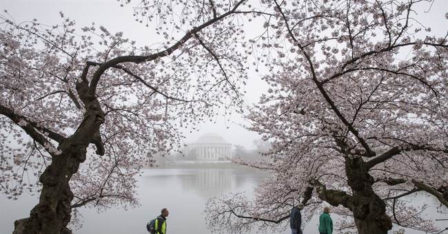No Cherry Blossom Walks: DC Metro Shuts Down Access to Iconic Trees