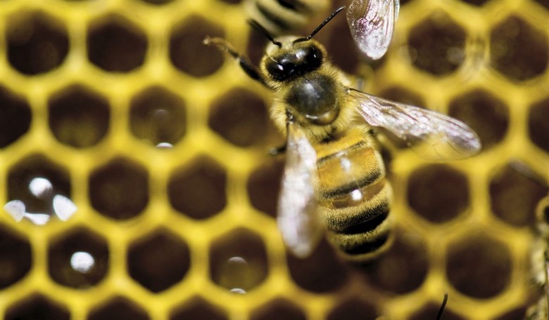 GIVE THIS MAN A MEDAL: Protester Brings 'Riot Control Bees' to Keep George Floyd Protest Civil