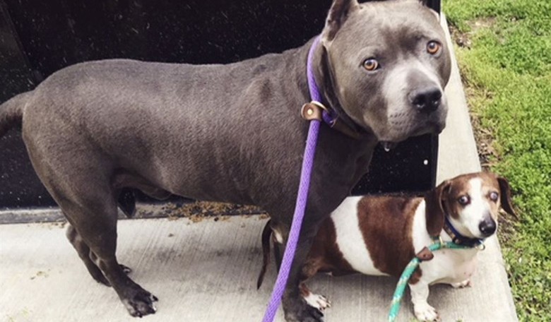 Pit Bull Literally Rips Father's Throat Out: Is the Breed Inherently Too Dangerous to Own?