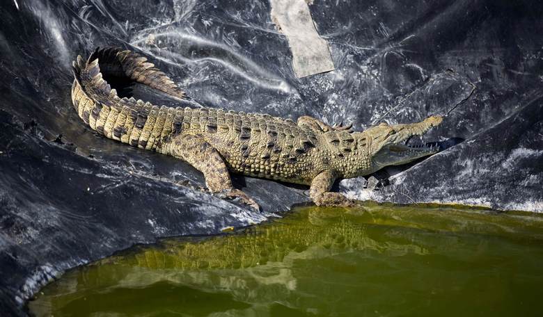 Tough Being a Cop: A Law Enforcement Officer in Florida Takes Down a 7-Foot Gator