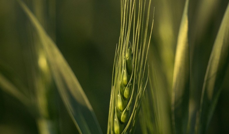 War in Ukraine Has Food Prices Surging at Fastest Rate Ever