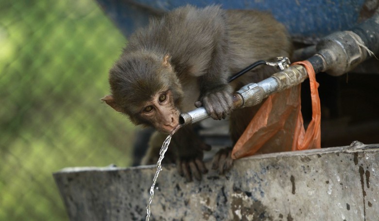 Planet of the Apes? Monkeys Steal Coronavirus Samples After Attacking Lab Assistant