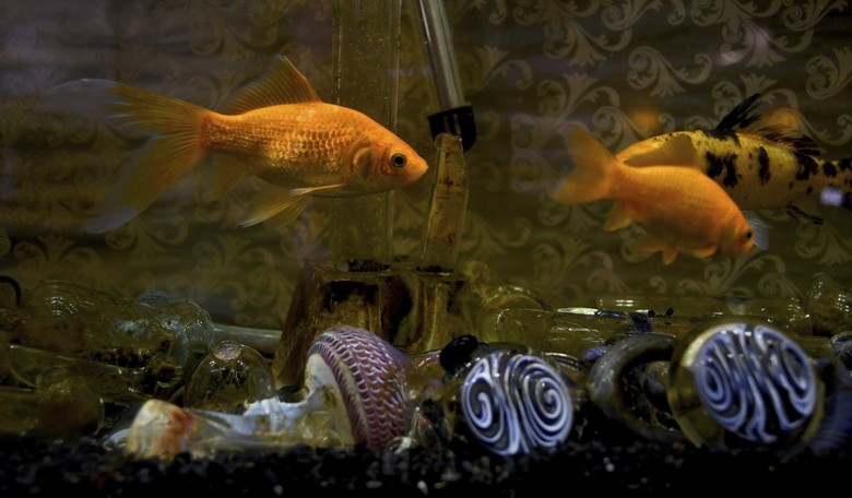 Even More Questions Raised About Case of the Man Who Died From Fish Tank Cleaner