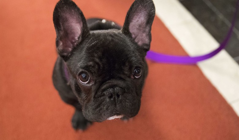 Do You Have a Pet? If so, You Totally Lack 'Empathy for Animals'