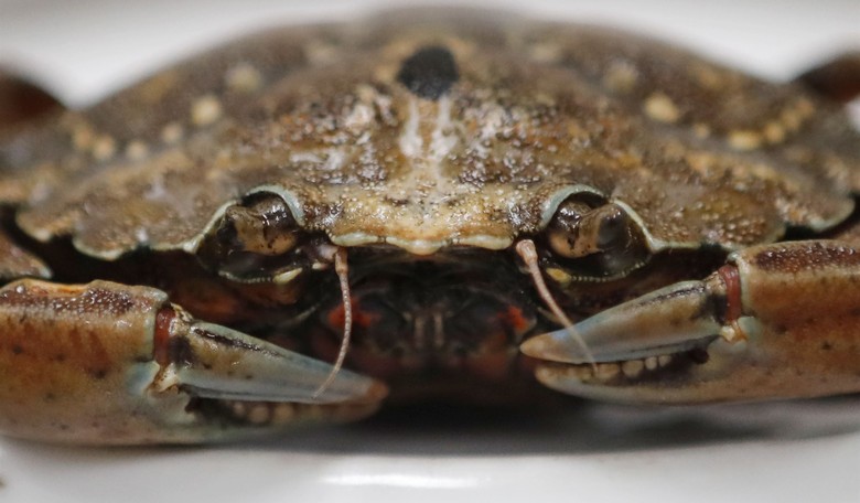 Family-Owned Seafood Restaurant Makes PETA Regret That It Ever Protested It