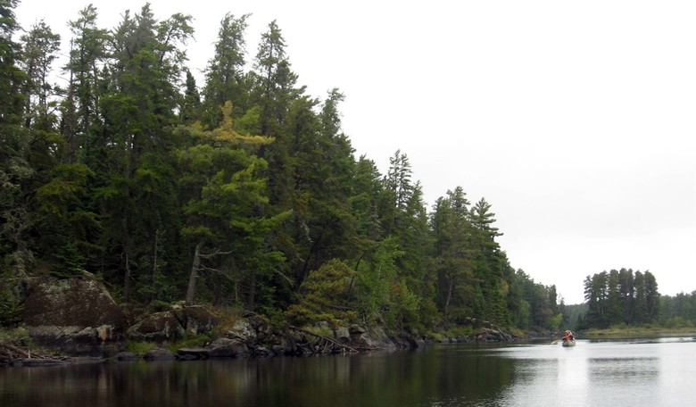Well, Apparently, Trees Might Be Racist Now, Too