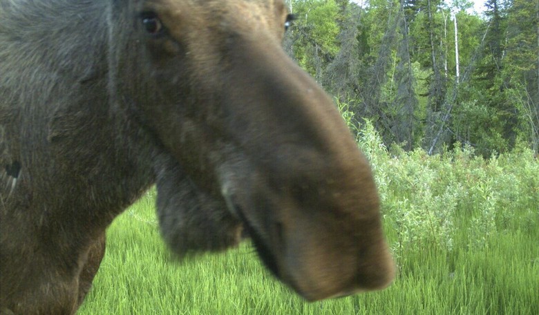 R.I.P. Roxii the Moose