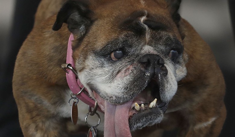 Thoughts on the Death of My Dog