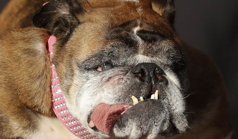 Critic Calls on Kids Cartoon About Canines to Include Disabled Characters and 'Dogs of Color'