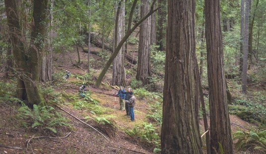 Despite New York Times' Claims to the Contrary, California's Redwoods Survived the Wildfires