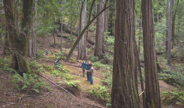 Despite New York Times' Claims to the Contrary, California's Redwoods Survived the Wildfires