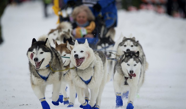Alaska's Iditarod Dog Sled Race Features Smallest Field Ever Thanks to Inflation