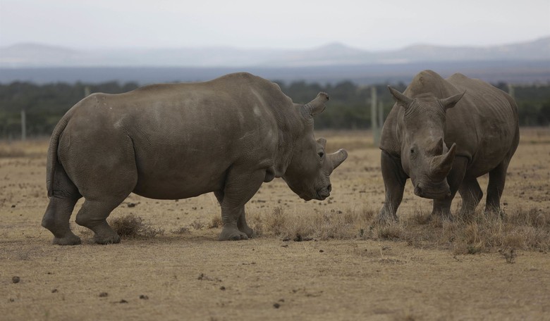 Save the Rhino!