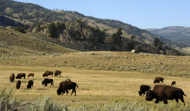 Hilarious: Yellowstone Reporter Gets Too Close to Bison, "NOPE"s His Way Right Out of There