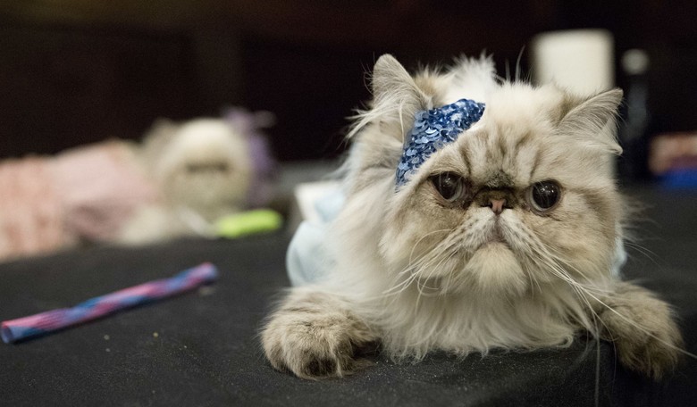 Where We Are: School District Addresses Whether It's Installed Litter Boxes for Furry-Identifying Students