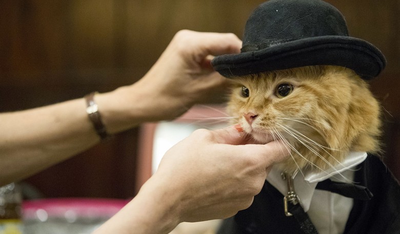 HUD Sues Landlord for Refusing Tenant's Request to Keep 'Emotional Support' Cat