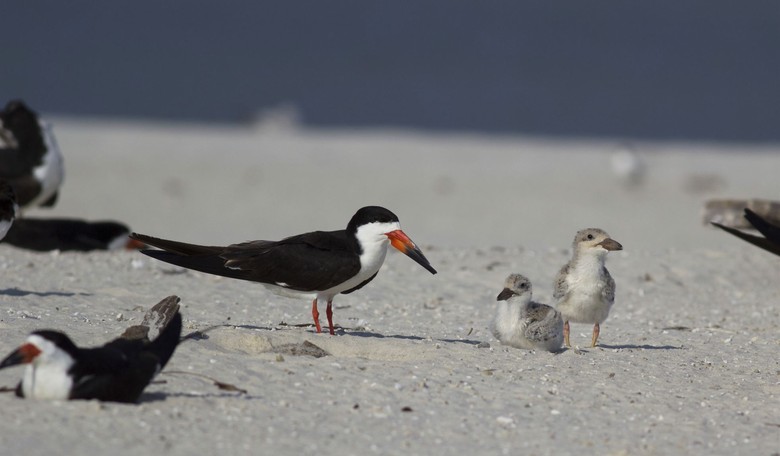 Audubon Society Bucks the Mob and Keeps Its Name Despite Ties to Slavery