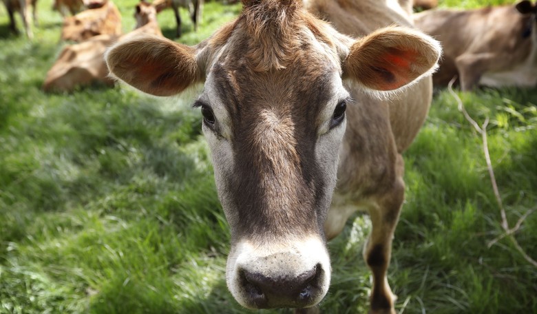 Beef Prices Expected to Increase Even More, as Farmers Are Forced to Sell off Cattle Herds
