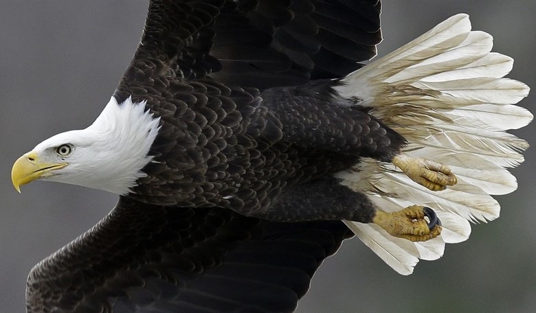 Obama Let Windmill Biz Kill Endangered Bald Eagles. Trump Can Troll Dems by Stopping It
